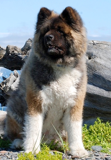 long haired akita dog